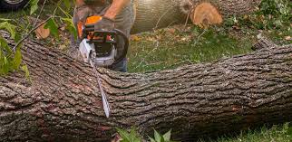 Best Tree Risk Assessment  in West Haven, CT